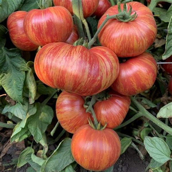 PRE-ORDER Vintage Wine Tomato Seedling - Striped Tomato - Rare Tomato