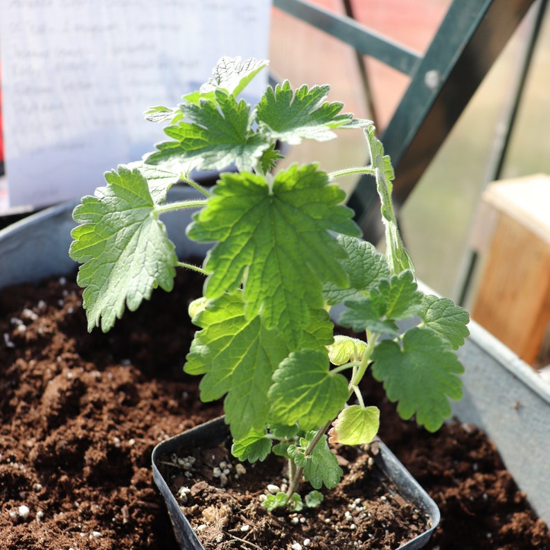 Motherwort Leonurus cardiaca Seedling image 3