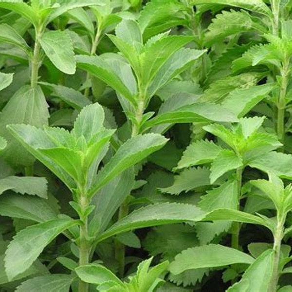 Stevia Plant (Stevia rebaudiana) - Culinary Herb - Garden Plant - Rare Plant