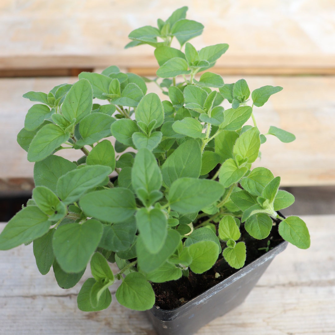Oregano Plant Common Preorder Spring 2023 Culinary Herb Etsy Australia