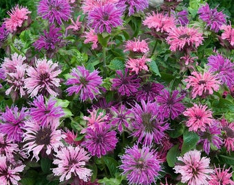 Spotted Bee Balm Spielartan Mix Seedling