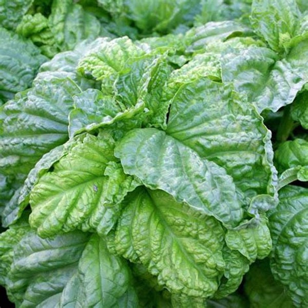 Lettuce Leaf Basil Seedling - Basil Seedling - Culinary Herb