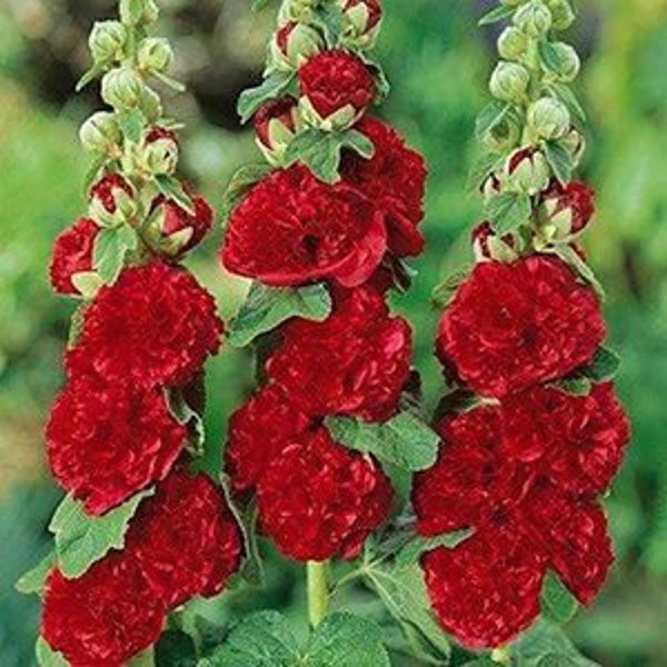 Hollyhock Double Carnival Rosy Red Plant - Heirloom Flower
