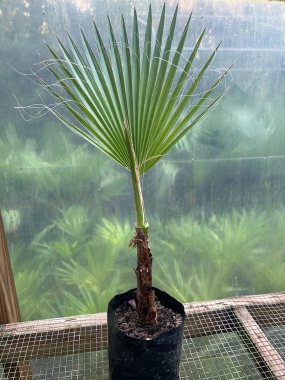 prayer plant near me Red Prayer Plant main image 0