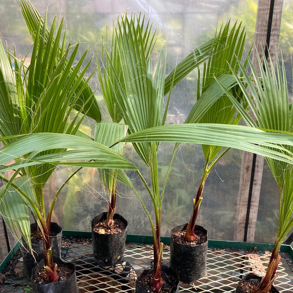 BUY 1 GET 1 FREE: 30” Mexican Fan Palm Washingtonia Robusta