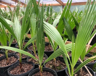 14” to 16” California Fan Palm Washingtonia Filifera