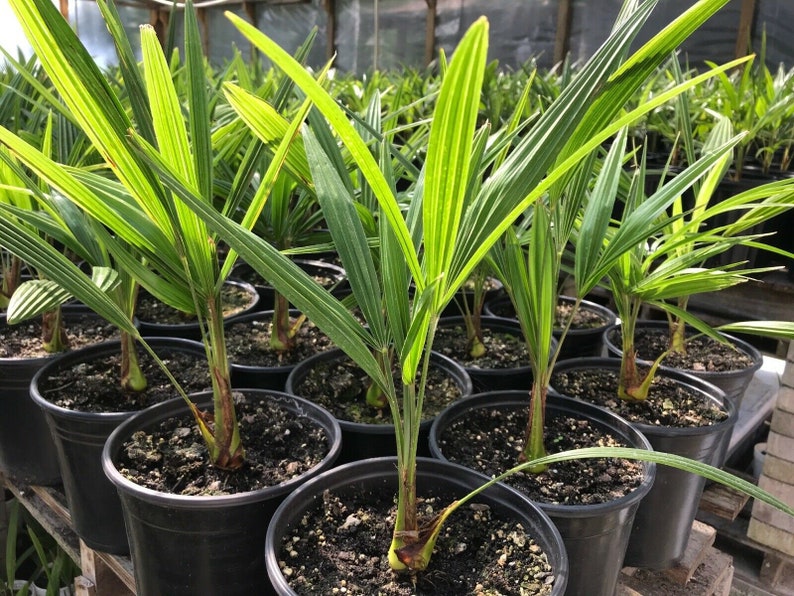 Cold Hardy Windmill Palms Trachycarpus Fortunei 3yrs Old Etsy