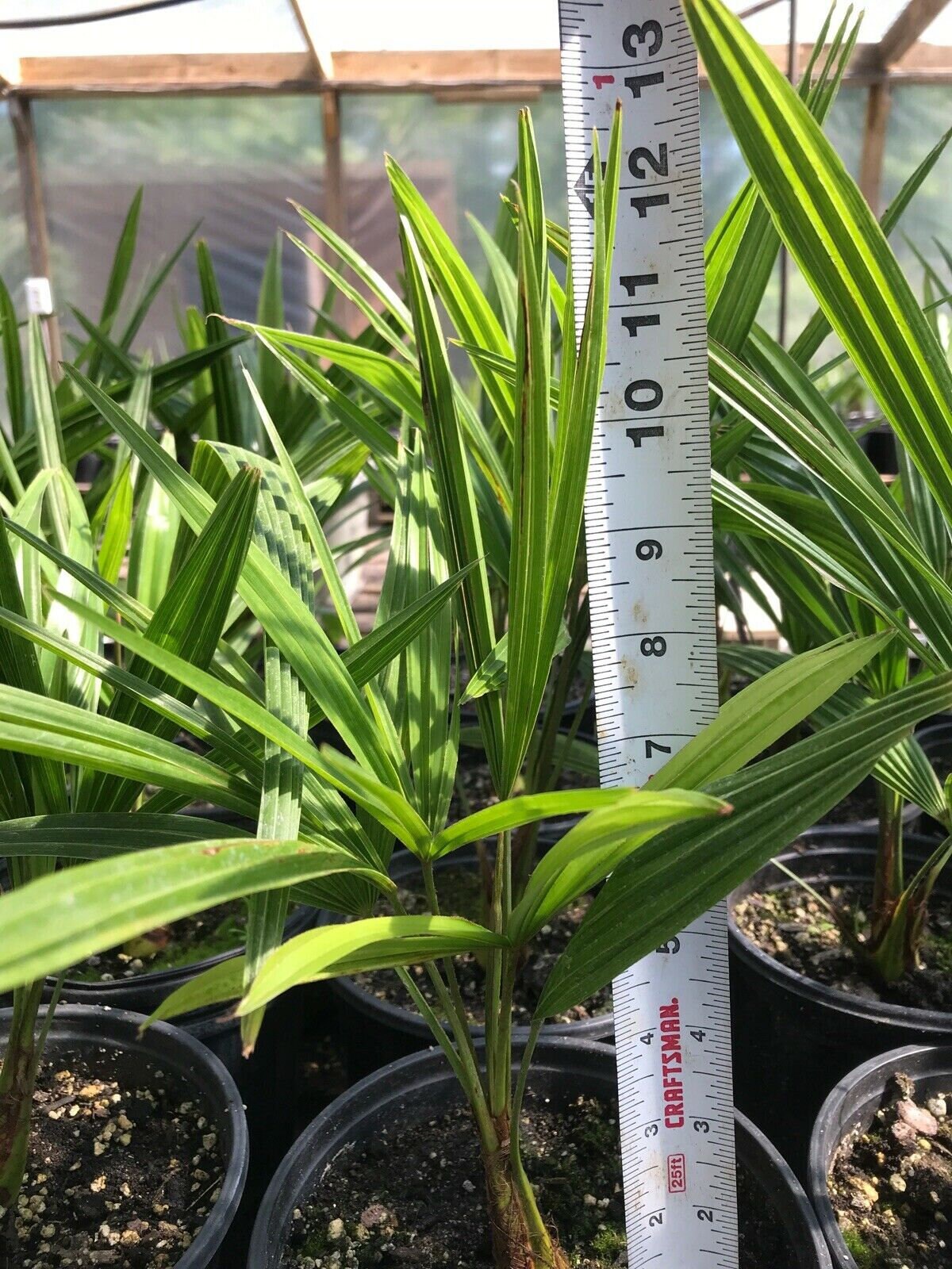 Cold Hardy Windmill Palms Trachycarpus Fortunei 3yrs Old Etsy