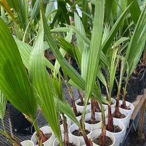 BUY 1 GET 1 FREE: 14 to 16 Mexican Fan Palm Washingtonia Robusta image 2