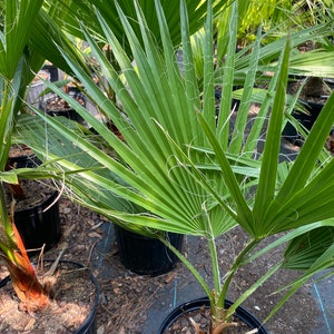 28” to 30” Mexican Fan Palm Washingtonia Robusta