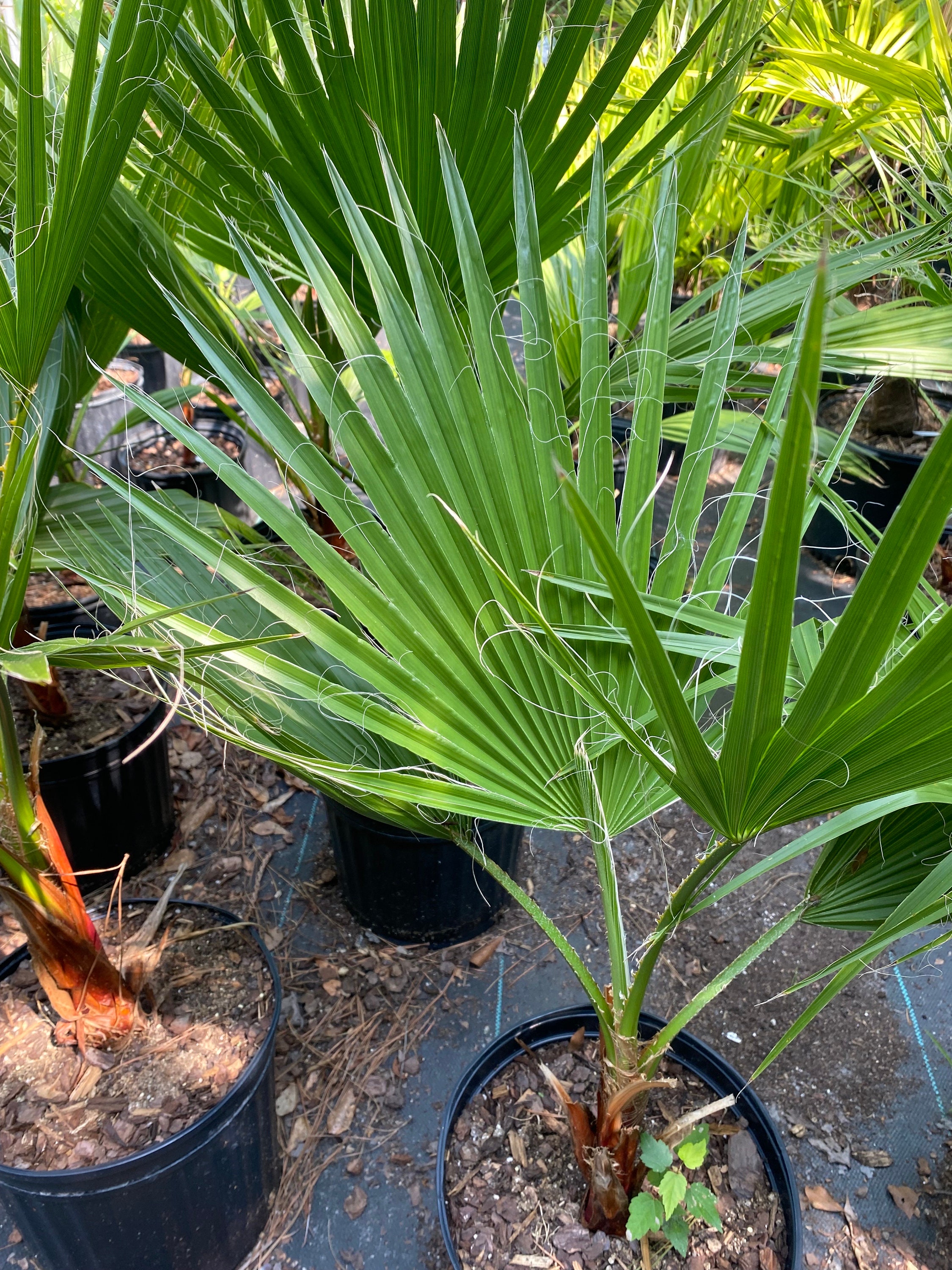 Palmera Washingtonia Robusta - Pack De 2, Altura 70-90cm, Maceta 15cm, Ideal Interior O Exterior