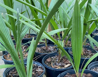 12” to 15” European Fan Palm Chamaerops humilis