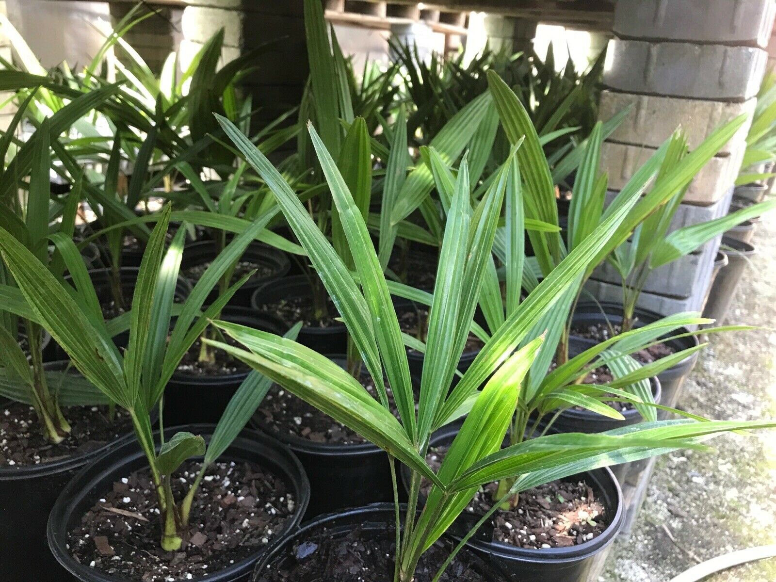 Cold Hardy Windmill Palms Trachycarpus Fortunei 3yrs Old Etsy