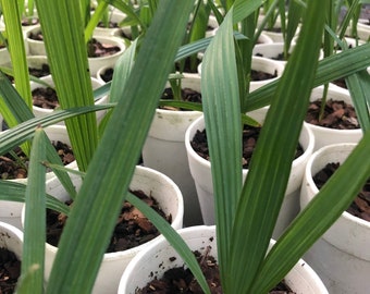 May include: Close-up of several small potted palm trees with green leaves in white pots. The pots are filled with dark brown soil and small pieces of bark.
