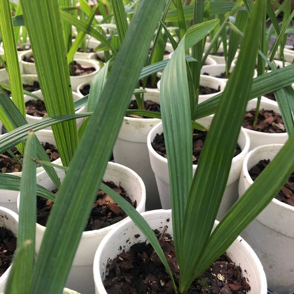 8” to 10” Sabal Minor Palm, Dwarf Palmetto