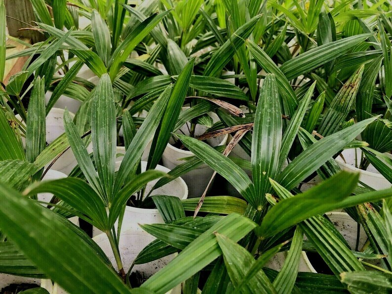 Cold Hardy Windmill Palms Trachycarpus Fortunei 2yrs Old Etsy