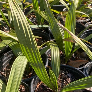 10” to 12” Sabal Minor Palm, Dwarf Palmetto