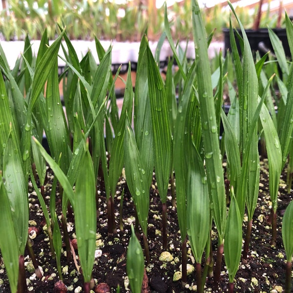 10 Mexican Fan Palm Seedlings, Washingtonia Robusta