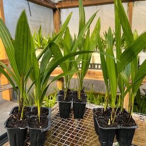 May include: Several young palm plants in black plastic trays. The plants have long, green, pointed leaves and are in a greenhouse setting. The trays are on a wire rack, and the background shows more plants.