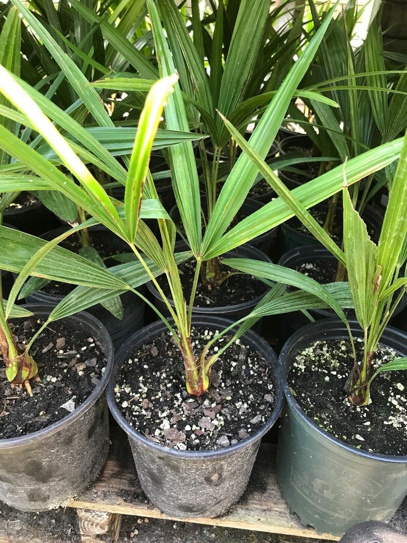 Cold Hardy Windmill Palms Trachycarpus Fortunei 3yrs Old Etsy