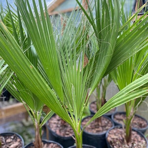 24” to 27” California Fan Palm Washingtonia Filifera