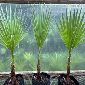 May include: Three young palm trees in black pots, each with vibrant green fan-shaped leaves. The leaves have delicate, wispy strands. The trunks are brown, and the background is a greenhouse setting.