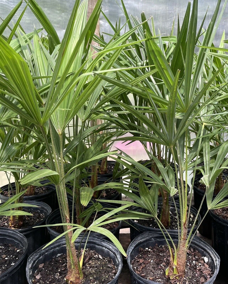 Cold Hardy Windmill Palms Trachycarpus Fortunei 28 6yrs Etsy