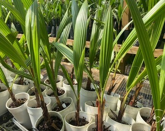 Lot of 10: 13”-15” Mexican Fan Palm Washingtonia Robusta