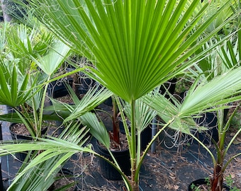 42”+ Mexican Fan Palm Washingtonia Robusta