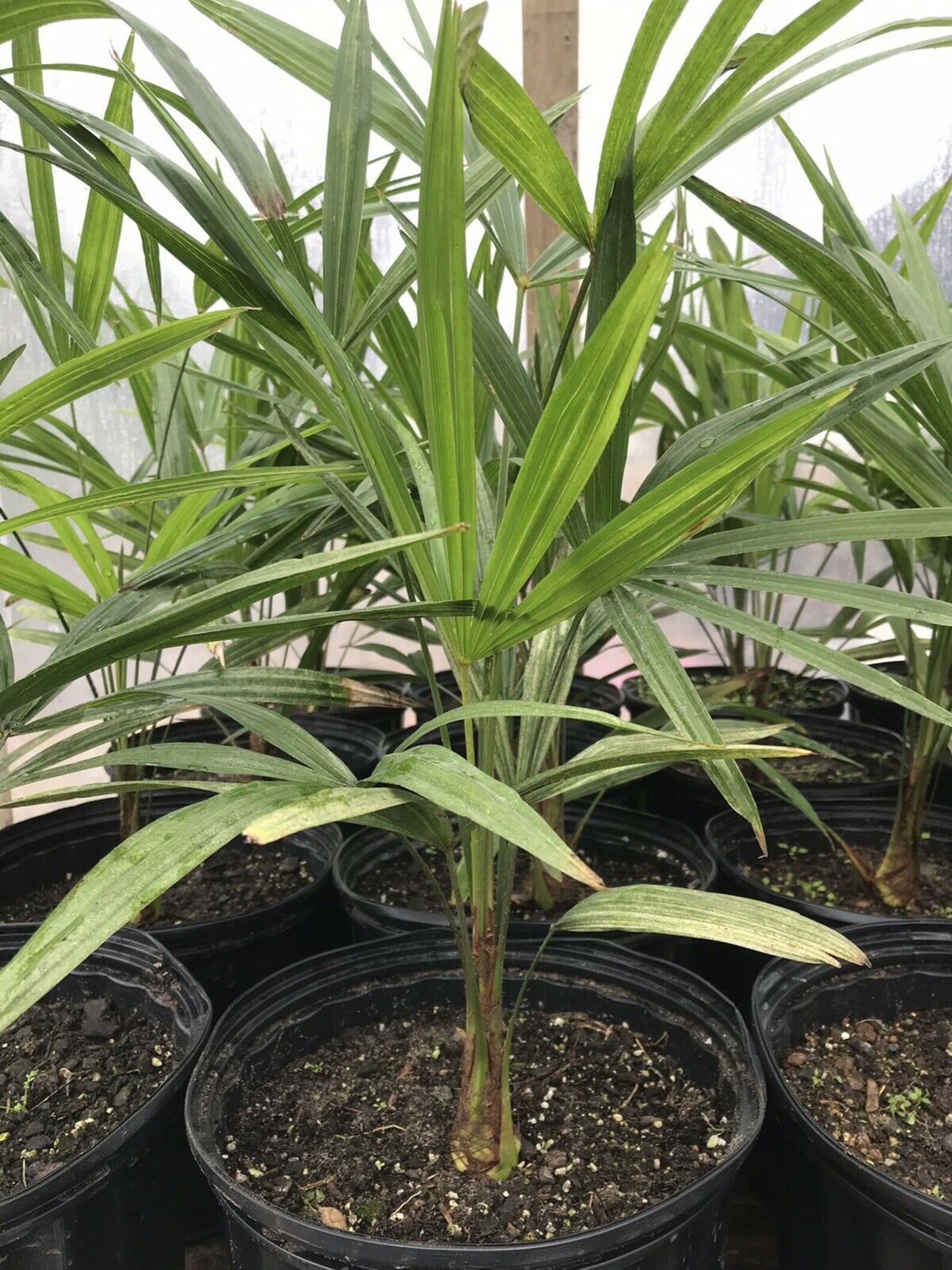 Cold Hardy Windmill Palms Trachycarpus Fortunei 4yrs Old Etsy