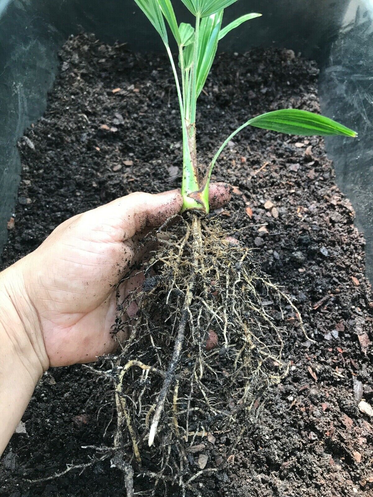 Cold Hardy Windmill Palms Trachycarpus Fortunei 3yrs Old Etsy