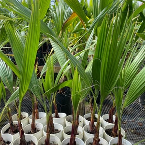 BUY 1 GET 1 FREE: 14 to 16 Mexican Fan Palm Washingtonia Robusta image 3