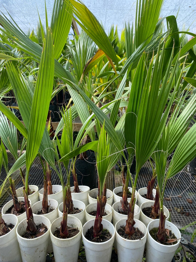 BUY 1 GET 1 FREE: 14 to 16 Mexican Fan Palm Washingtonia Robusta image 3