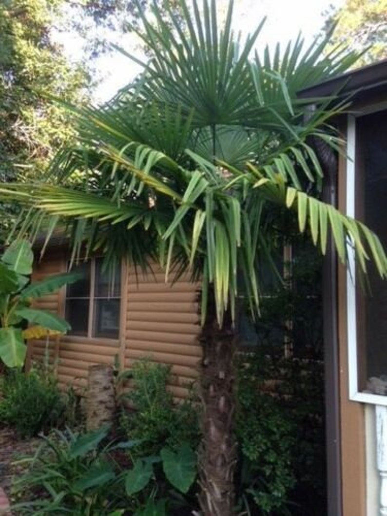 Cold Hardy Windmill Palms Trachycarpus Fortunei 2yrs Old Etsy
