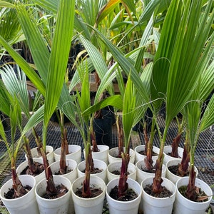 BUY 1 GET 1 FREE: 14” to 16” Mexican Fan Palm Washingtonia Robusta