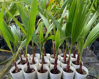 BUY 1 GET 1 FREE: 14” to 16” Mexican Fan Palm Washingtonia Robusta