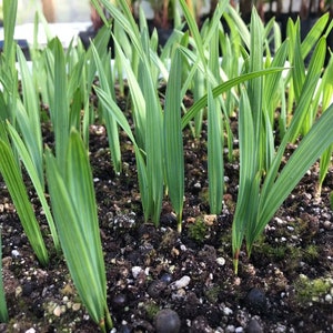 10 Sabal Minor Palm Seedlings, Dwarf Palmetto