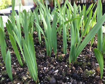 10 Sabal Minor Palm Seedlings, Dwarf Palmetto