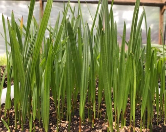 10 Pindo Palm seedling starts Butia Capitata