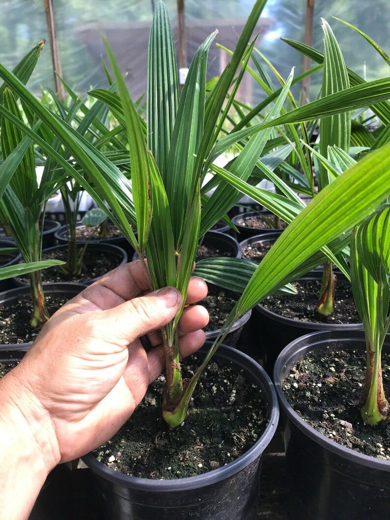 Cold Hardy Windmill Palms Trachycarpus Fortunei 3yrs Old Etsy