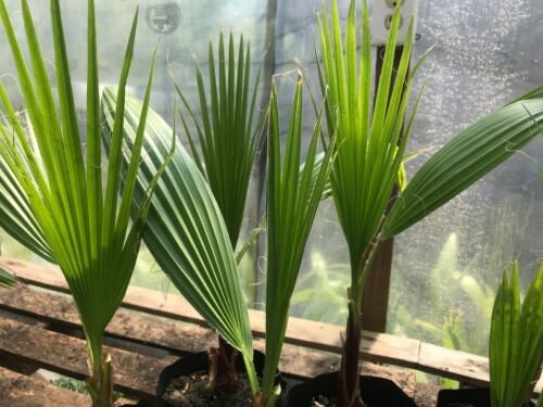 Mexican Fan Palm 2yr old Washingtonia Robusta