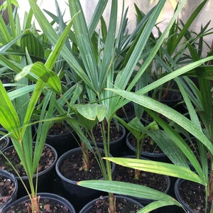 18” to 20” Windmill Palm Trachycarpus Fortunei