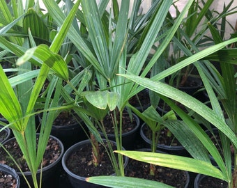 18” to 20” Windmill Palm Trachycarpus Fortunei