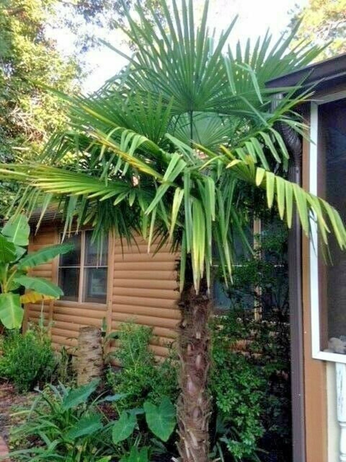 Cold Hardy Windmill Palms Trachycarpus Fortunei 3yrs Old Etsy