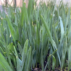 Lot of 5: 5” to 7” Sabal Minor Palm, Dwarf Palmetto