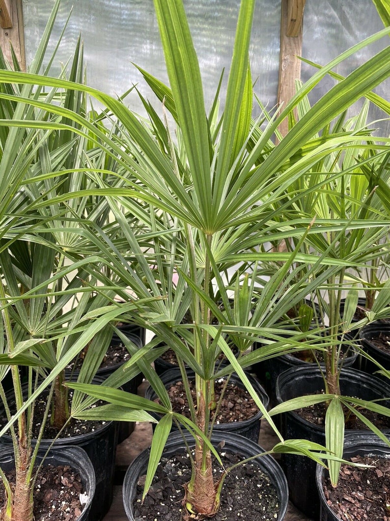 Cold Hardy Windmill Palms Trachycarpus Fortunei 28 6yrs Etsy
