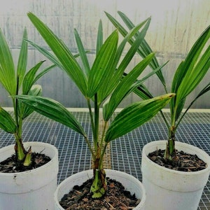 8” to 10” Windmill Palm Trachycarpus Fortunei