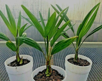 8” to 10” Windmill Palm Trachycarpus Fortunei