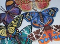 Realistic Butterfly Moth Embroidered Iron On Patch, Insect Nature Applique product logo