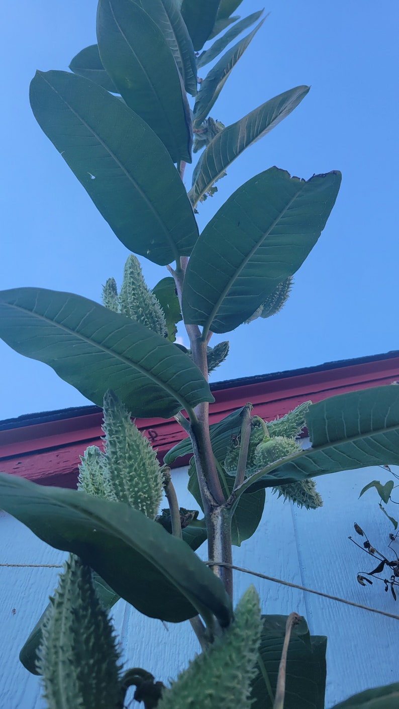 Milkweed Seeds From GIGANTIC Plant Common Milkweed for Etsy